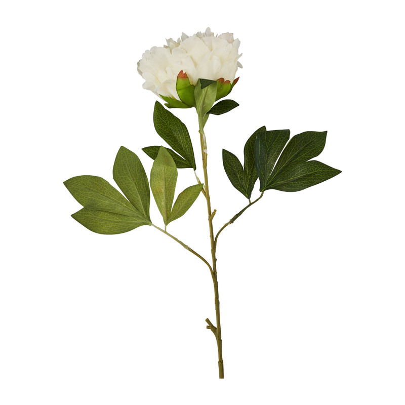 Pioenroos - wit - 80 cm