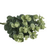 Eucalyptus - 48 cm