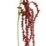 Hangende amarant - rood - 107 cm