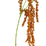 Hangende amarant - okergeel - 107 cm