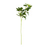 Bergamot bladeren - groen - 70 cm 