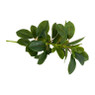 Bergamot bladeren - groen - 70 cm 