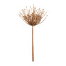 Allium grote  knoppen - 53 cm