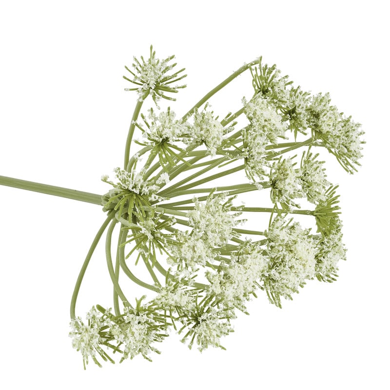 Wilde peen wit - 75 cm