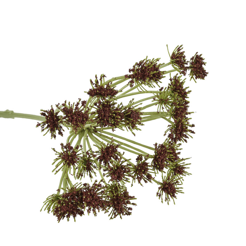 Wilde peen rood - 75 cm