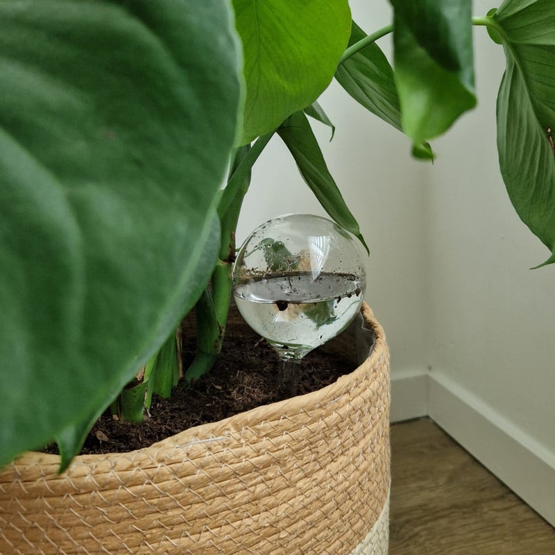 Waterdruppelaar - transparant