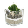 Cactuskaars in glas - groen - 5x5 cm