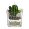 Cactuskaars in glas - groen - 5x5 cm