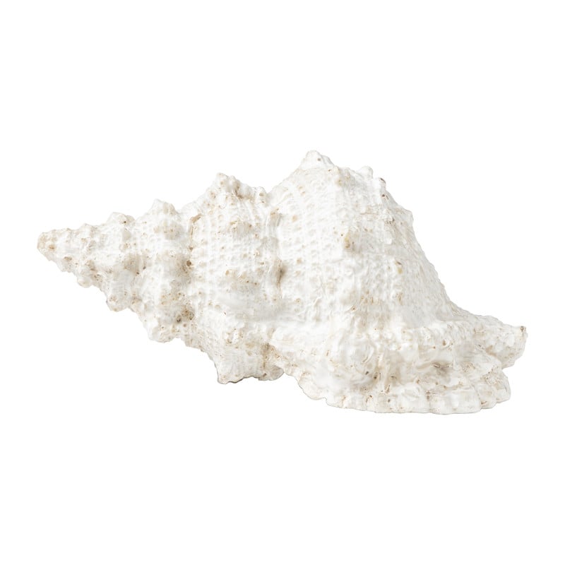 Schelp - diverse varianten - 22x7 cm