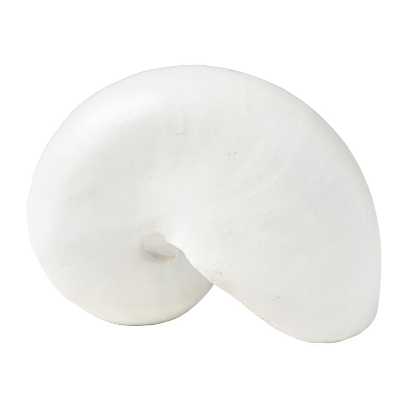 Schelp - diverse varianten - 22x7 cm