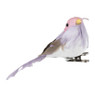 Vogel op clip - diverse kleuren - 12x5.5x3.5 cm