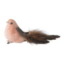 Vogel op clip - bruin