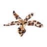 Bloem op clip leopard - 25 cm