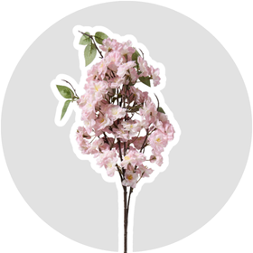Bloemen en Planten